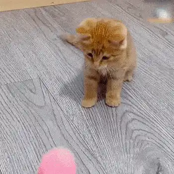 Interactive Smart Cat Toy